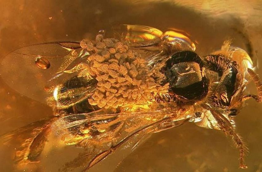 ТОП-10 Необычных находок сохранившихся в янтаре