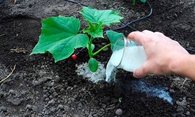 Средства для полива огурцов, чтобы они быстрее росли и лучше плодоносили
