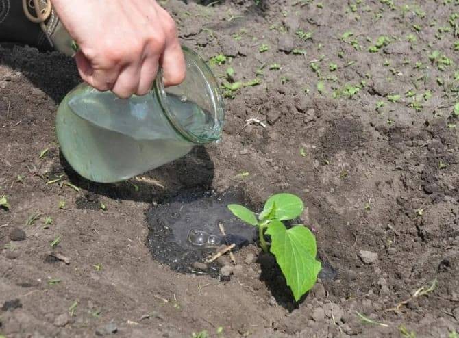 Средства для полива огурцов, чтобы они быстрее росли и лучше плодоносили