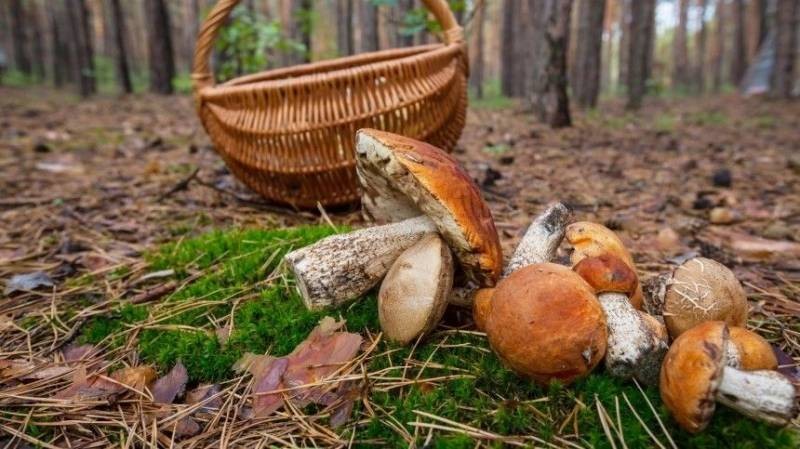 Как правильно собирать грибы