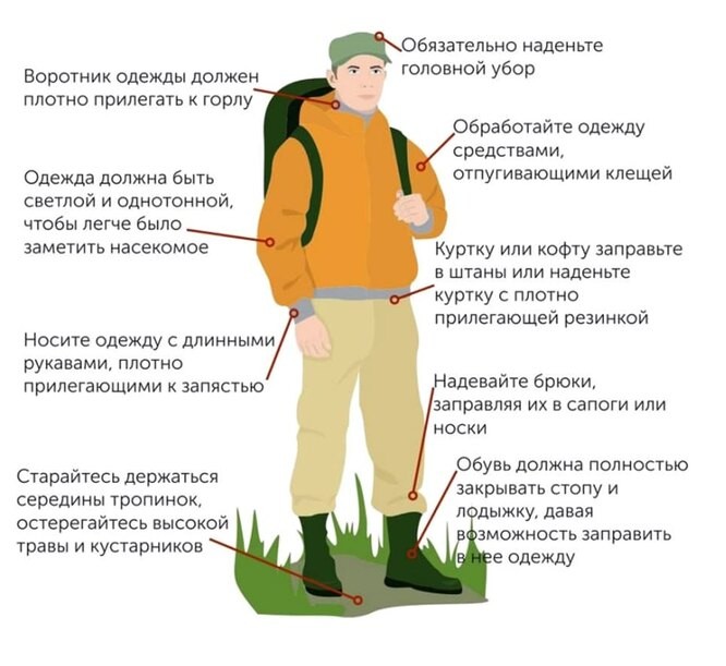 Разбираем 7 популярных мифов о клещах