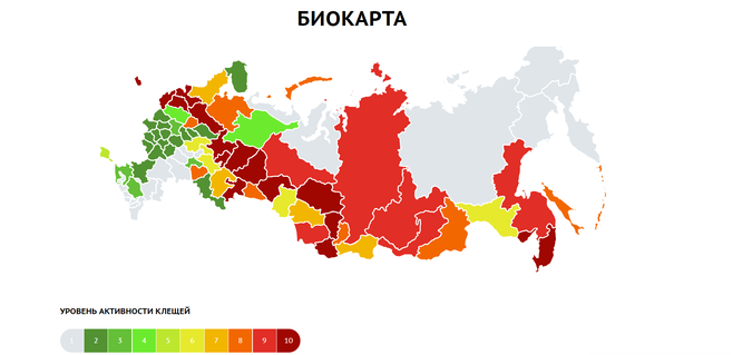 Разбираем 7 популярных мифов о клещах