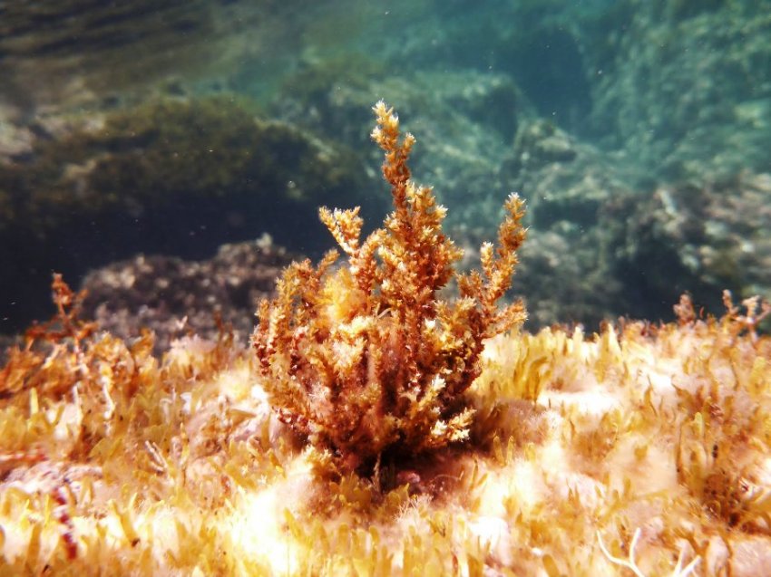 Как возникло Чёрное море и откуда пошло его название