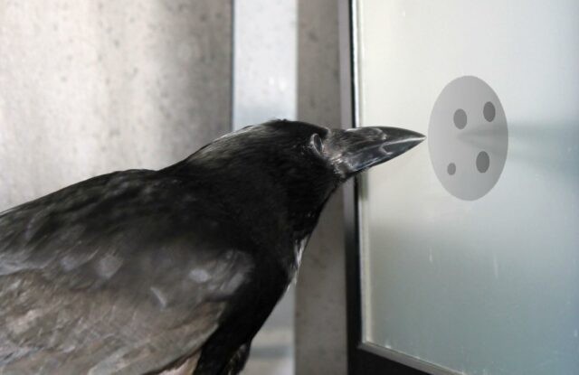 Удивительные способности животных к математике Удивительные способности животных к математике