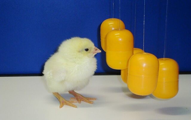 Удивительные способности животных к математике Удивительные способности животных к математике