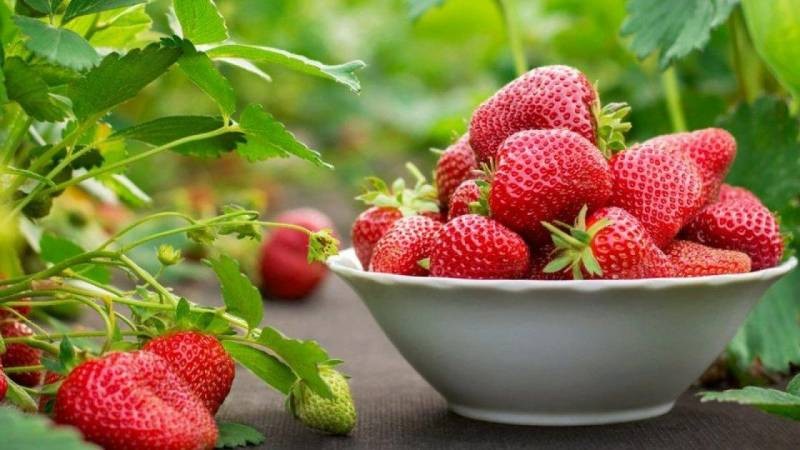 Простые способы помогут увеличить урожай клубники в 3 раза