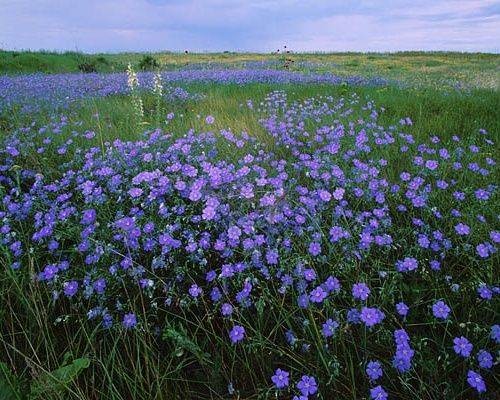 Что можно и нельзя делать в Оленин день 3 июня 2022 года, чтобы уродился длинный лен