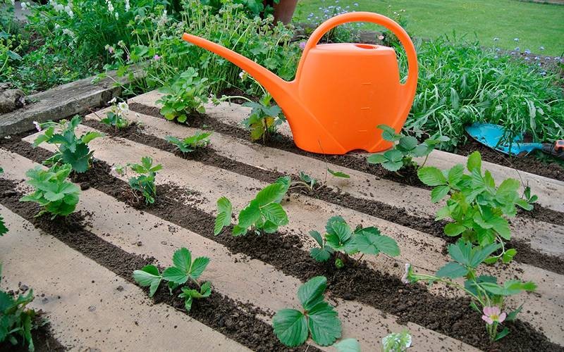 Спасаем урожай: чем стоит подкормить растения на даче после затяжных дождей