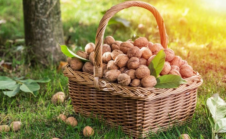 Что можно и что нельзя делать на Ореховый Спас, чтобы не навлечь на себя бедствие