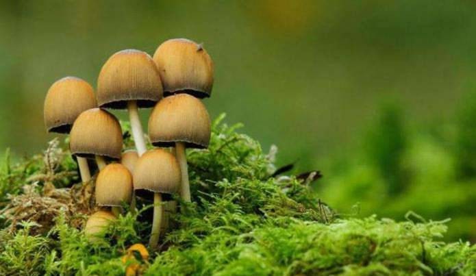 Много грибов, жди беды: жуткая народная примета, о которой вспомнили в 21 веке
