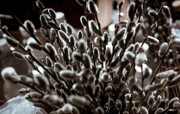 Вербное воскресенье 2025: история, традиции и запреты праздника