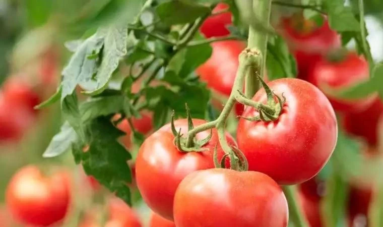 Украшение зимнего стола: 7 секретов маринованных помидоров, которые превратят томаты в деликатес