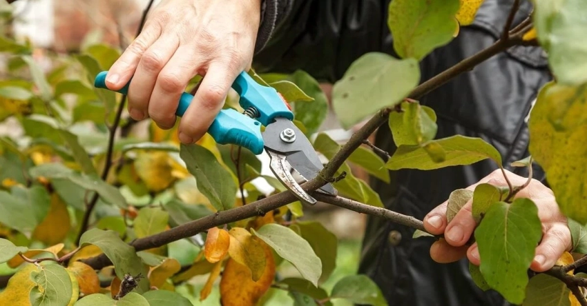 Законы, по которым живет и развивается «ленивый сад»: как его создать, не совершив ошибок